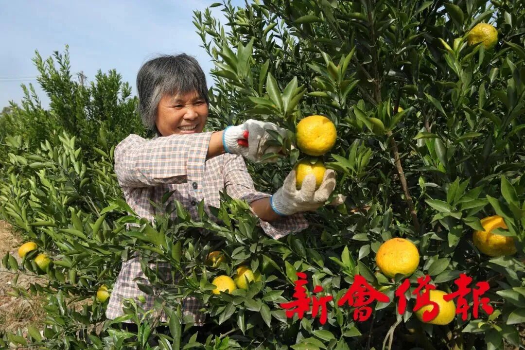 图源：新会侨报社