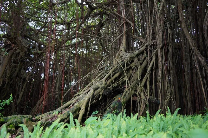 250821江门市自然资源局举办 “古树公园探秘行动” 聚焦绿色古董守护与科普 (32).jpg