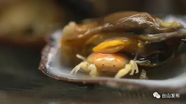 石硖螺中的共生蟹 石硖螺中的共生蟹